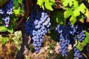 La vendemmia 2014 è stimata sui 40 milioni di ettolitri, -15% sul 2013. Ma come sarà la qualità? E i prezzi? Parola a Sandro Sartor (Ruffino), Enrico Zanoni (Cavit), Vito Varvaro (Settesoli), Rolando Chiossi (Giv) e Fabio Maccari (Mezzacorona)