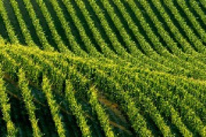 Dai diritti di impianto alle autorizzazioni nel 2016: come si muovono Francia e Spagna nelle parole di Ignacio Sanchez Recarte, segretario Comité Europeén des Entreprises vin, che analizza anche le criticità evidenti del nuovo regime sui vigneti Ue