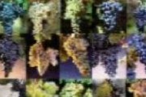 Il vino del futuro ‘‘punta’’ sul bianco ... Il borsino del mercato dei vitigni nelle parole di Eugenio Sartori, alla guida dei Vivai Cooperativi Rauscedo