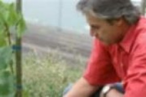 In Germania l’istituto Fg - Geisenheim è il punto di riferimento nella formazione di nuove figure professionali nel mondo del vino: 700 studenti l’anno che girano l’Europa per migliorarsi. A WineNews il direttore Hans Reiner Schultz