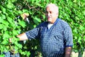 Dagli Usa, una ricerca della University of California dimostra come, tra le variabili di un terroir, vi siano anche microbi ed insetti. Ne abbiamo parlato con uno dei maggiori esperti di enologia al mondo, il professor Attilio Scienza