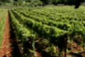 Che patrimonio rappresenta, per una cantina che vuol fare qualità, un vigneto di molti anni? Le parole del professor Attilio Scienza (vitivinicoltura all’Università di Milano) e Laura Mugnai (docente di patologia vegetale dell’Università di Firenze)