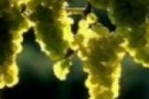 Raccontare il territorio, le sue storie e i suoi valori per vendere il vino da cui nasce: ecco il must per il domani. E il legame tra Müller Thurgau e la Valle di Cembra, in trentino, è un esempio. Il commento del professor Attilio Scienza