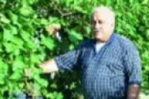 La sostenibilità in vigna è uno degli obiettivi del Progetto Magis, ma è fondamentale trasmettere, a chi compra e vende il vino, il valore aggiunto che questo tipo di produzione porta con sé. Ne abbiamo parlato con il Professore Attilio Scienza