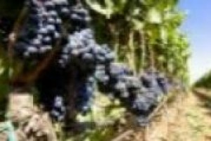 Inverno e primavera molto piovosi, poi in l’estate del grande caldo. E la vendemmia si avvicina. Ma come sta il vigneto Italia? Risponde il professor Attilio scienza dell’Università di Milano, tra i massimi esperti al mondo di enologia e viticoltura