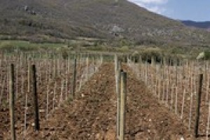 Il “Progetto Magis”, il protocollo per la sostenibilità della produzione del vino in Italia, compie i suoi primi 5 anni. Come è partito, dove è arrivato e dove arriverà? La parola al professor Attilio Scienza, e Gian Luca Mascellino di Bayer