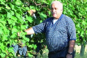 “Studiare meglio il Sangiovese e costruire intorno ad esso un modello di conoscenza applicabile ad altri vitigni italiani, tra clima, sostenibilità e cisgenetica”: al via il progetto “Sanguis Jovis” di Fondazione Banfi, spiegato da Attilio Scienza