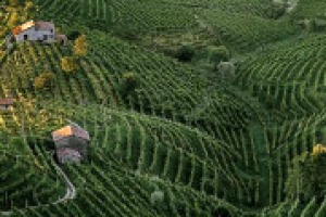 “Piuttosto che a lanciare accuse, episodi come quello di Refrontolo, devono servire per tornare a discutere, in maniera positiva, della gestione complessiva dei territori agricoli e vitivinicoli”. Così a WineNews il professor Attilio Scienza