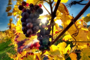 Il “climat change”, gli effetti del riscaldamento del Pianeta nei vigneti italiani, e come gestirlo secondo chi lavora tra i filari ed in cantina: a WinNews la parola agli agronomi ed enologi Stefano Chioccioli e Gianni Menotti