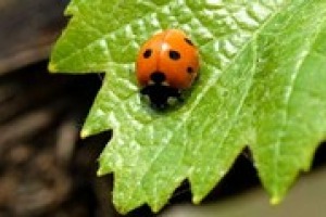 Nel vigneto si bilanciano equilibri dettati da natura e uomo. Si può però trovare la stabilità tra trattamenti artificiali e corso naturale studiando flora e insetti che lo abitano. Come spiegano gli agronomi Stefano Zaninotti e Cristiano Francescato