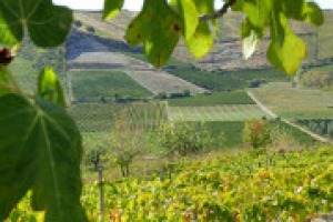 Parte domani l’iter sul Testo Unico del Vino, ma resta da limare qualche dettaglio, come raccontano a WineNews Massimo Fiorio, vicepresidente Commissione Agricoltura Camera, Sandro Boscaini e Ottavio Cagiano, presidente e direttore generale Federvini