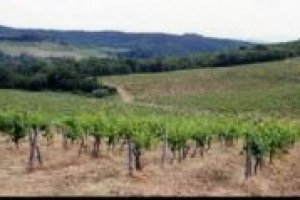 Dopo il product placement, al cinema arriva il 'territory placement', con un film, Come le Formiche - Wine and Kisses, prodotto da Stefano Todini, per promuovere non solo un marchio ma un territorio