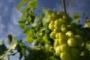 Il caso Franciacorta: a inizio agosto previsioni di vendemmia per metà mese, ‘‘smentite’’ pochi giorni dopo con i primi grappoli già tagliati. ‘‘Ormai la vendemmia, ovunque, va gestita day by day’’, spiega Leonardo Valenti (Università di Milano)