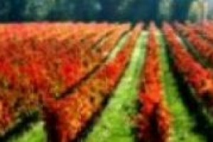 Classificazioni del vino: hanno senso senza zonazione? E possono essere una risposta ai problemi del mercato? Le riflessioni del professor Leonardo Valenti: ‘‘il punto è partire da una discussione a livello di definizione della classificazione’’