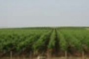 Oggi è il grande caldo, ma veniamo da un inverno con grandi nevicate e lunghi momenti di siccità. E come sta, allora, il vigneto-Italia, che sta entrando nell’ultima delicata fase prevendemmiale? Parola a Leonardo Valenti (Università di Milano)