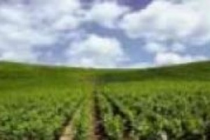 Il difficile 2010 del ‘‘vigneto Italia’’: prima piogge da record che hanno messo in difficoltà il ciclo della pianta, poi il caldo improvviso con picchi sopra la media. Parla Leonardo Valenti, agronomo e docente di viticoltura (Università di Milano)