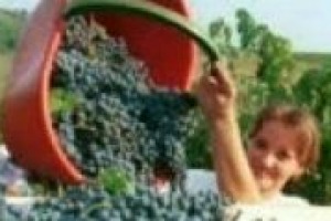 La vendemmia dei rossi entra nel vivo nella maggior parte delle denominazioni del Belpaese: qual è lo stato dell’arte? WineNews lo ha chiesto al professor Loeonardo Valenti, ordinario di enologia all’Università di Milano