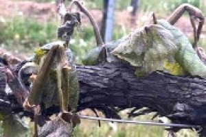 Gelate nei vigneti del CentroNord Italia, la situazione secondo Leonardo Valenti (Università di Milano - Studio Sata): “in alcune zone produzione compromessa, con vigneti che hanno perso anche il 50-60% del potenziale”