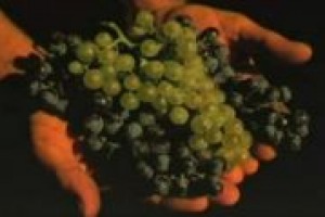 Leonardo Valenti (Università di Milano) - Genoma vite: nuovi sviluppi su adattabilità a mutamenti climatici e resistenza a malattie