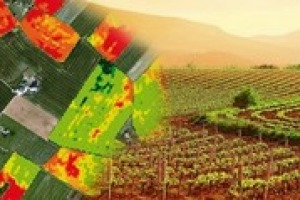 “Con la “viticoltura di precisione” si fa una mappatura delle condizioni di vegetazioni del vigneto. Si può così trattare la vigna in maniera scientifica e mirata”. A Winenews il professore di Viticoltura all’Università di Milano, Leonardo Valenti