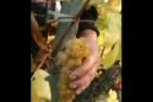 ‘‘Il vignaiolo si prende cura in prima persona della vigna, della cantina e della vendita’’. Questo il primo punto del ‘‘Manifesto dei Vignerons d’Europe 2009’’. Ma è davvero possibile nel 2009? Ecco il parere di alcuni eccellenti produttori italiani