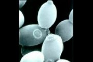 Per Massimo Vincenzini dell'Università di Firenze un vino ottenuto da lieviti indigeni è più complesso, ma la ricerca è orientata sui lieviti selezionati grazie ai finanziamenti delle multinazionali Per Massimo Vincenzini dell'Università di Firenze un vino ottenuto da lieviti indigeni è più complesso, ma la ricerca è orientata sui lieviti selezionati grazie ai finanziamenti delle multinazionali