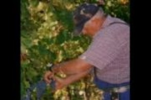 Confagricoltura rilancia i voucher per lavori stagionali come la vendemmia. Francesco Taddei, direttore della Direzione sindacale e legislativa di Confagri: 'Erano già previsti dalla legge Biagi ma... Confagricoltura rilancia i voucher per lavori stagionali come la vendemmia. Francesco Taddei, direttore della Direzione sindacale e legislativa di Confagri: 'Erano già previsti dalla legge Biagi ma...