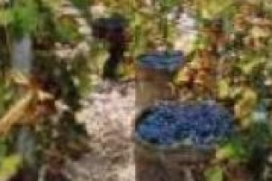 Vendemmia 2009, dall’aspetto agricolo a quello economico. Le parole di Maurizio Zanella, alla guida della griffe Ca’ del Bosco e del Consorzio del Franciacorta, e di Marco Caprai, il produttore che ha rilanciato nel mondo il Sagrantino di Montefalco