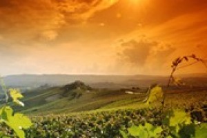 Grazie ad export e bollicine, pur non senza difficoltà, anche il 2014 è stato un anno positivo per il vino italiano. E si guarda al 2015 con ottimismo. Così a Winenews cantine come Zonin, Donnafugata, Masi, Ferrari, Marchesi di Barolo e Salcheto