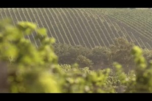 Il Merano Wine Festival non &egrave; solo una vetrina per il meglio dell&rsquo;enologia del Belpaese, ma anche una finestra sul mondo, dove scoprire vini e vitigni di Paesi vicini e lontani, che difficilmente, in Italia, si trovano allo scaffale