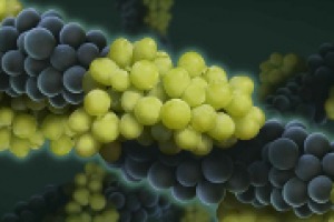 La viticoltura, per come la conosciamo, è fatta di tradizione e di territorio. Ma c’è anche la “viticoltura Molecolare”. Che cos’è e quali prospettive ha aperto ce lo spiega Giambattista Tornielli, docente di Viticoltura dell’Università di Verona