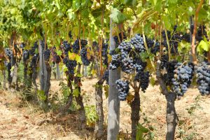 &ldquo;Realt&agrave; sorprendente per dinamismo e capacit&agrave; di innovazione con una redazione aperta a tutti, dai turisti agli addetti ai lavori, ai bambini, dimostrazione che si pu&ograve; fare impresa in modo originale&rdquo;: cos&igrave; l&rsquo;onorevole Luca Sani in visita a WineNews