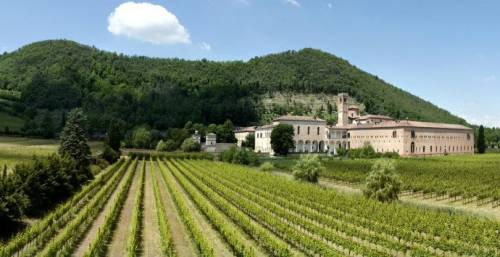 Il vigneto dell’Abbazia di Praglia