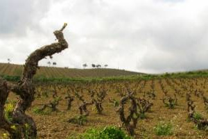L&rsquo;Italia, tra il 1999 ed il 2014, ha visto i suoi ettari vitati scendere da 792.000 a 642.000. Ma, nello stesso tempo, &egrave; cresciuta l&rsquo;identit&agrave; dei vini di pregio e con essa il valore dei vigneti. Soprattutto al Nord. Cos&igrave; uno studio di Banca Mps