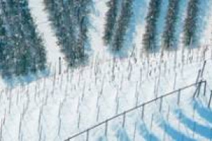 LA VITE ALLA PROVA DEL GELO: IL &ldquo;VIGNETO ITALIA&rdquo; NON CORRE PERICOLI E LA NEVE COSTITUISCE UNA RISERVA IDRICA IDEALE. A DIRLO L&rsquo;AGRONOMO LEONARDO VALENTI (UNIVERSIT&Agrave; DI MILANO) E ATTILIO SCIENZA, UNO DEI MASSIMI ESPERTI DI VITICOLTURA IN EUROPA