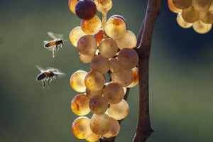 Il &ldquo;Vignaiolo dell&rsquo;Anno&rdquo; 2015 viene da San Gimignano, terra della Vernaccia, cantata gi&agrave; da Dante e Boccaccio: &egrave; Elisabetta Fagiuoli (Montenidoli). Cos&igrave; la Federazione Italiana Vignaioli Indipendenti (Fivi) nel suo &ldquo;Mercato&rdquo; a Piacenza
