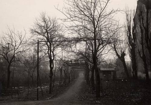 Le antiche vigne prima di essere distrutte nel 1943