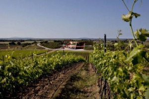 SE LA CREATIVITA&rsquo; &ldquo;STRIZZA L&rsquo;OCCHIO&rdquo; ALLA TRADIZIONE: IN UNA DELLE METE TURISTICHE PIU&rsquo; FAMOSE, A CASTIGLIONE DELLA PESCAIA, IN MAREMMA, ALLA FATTORIA &ldquo;LE MORTELLE&rdquo;, ANTINORI, UNA DELLE PIU&rsquo; ANTICHE REALTA&rsquo; VINICOLE D&rsquo;ITALIA, SI SCOPRE ANCHE A &ldquo;KM 0&rdquo;