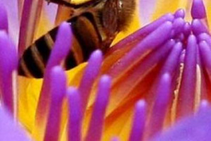 “In Italia si rischia il disastro ambientale: le api, impazzite per il clima, non solo non producono miele (-80% produzione 2017), ma non riescono più a fornire il servizio di impollinazione all’agricoltura”: allarme degli apicoltori italiani (Unaapi)