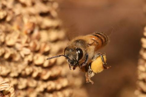 Le api italiane hanno un nuovo nemico: un fitofago australiano che attacca gli eucalipti e compromette il 50% della produzione di miele. Un aggressivo parassita antagonista può combatterlo, ma in Italia è vietata l’importazione di insetti stranieri