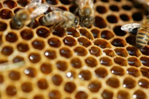 Allarme di ricercatori e apicoltori: da qui a 100 anni potremmo dover dire addio al miele, che paga le gravi conseguenze del riscaldamento globale, minaccia costante per gli impollinatori: nel 2017, la siccità ha causato un crollo produttivo del -80%