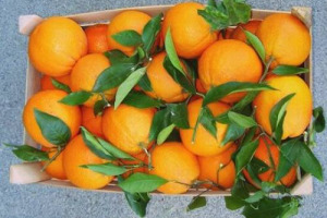 I “TAROCCHI” DEL MADE IN ITALY SEMPRE IN AGGUATO. E’ LA VOLTA DELLE ARANCE: 20 QUINTALI DI ARANCE SPAGNOLE “NAVEL” PRONTE PER ESSERE SPACCIATE COME MADE IN SICILY. IL SEQUESTRO BY FITOSANITARIO E CORPO FORESTALE A SCORDIA IN PROVINCIA DI SIRACUSA