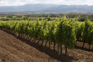 Dati Oiv: nel 2015 le superfici vitate del mondo a 7,534 milioni di ettari, la produzione vinicola a 274,4 milioni di ettolitri (+2,2% sul 2014), i consumi i 240 milioni di ettolitri e gli scambi a 104,3 milioni di ettolitri per 28,3 miliardi di euro