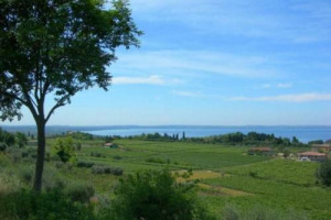 6.621 ettari per nuovi vigneti in Italia nel 2017, richieste per 165.000, con &ldquo;splafonamenti&rdquo; soprattutto in Veneto, Friuli Venezia Giulia e Puglia. A dirlo i numeri del Ministero delle Politiche Agricole analizzati da &ldquo;L&rsquo;Informatore Agrario&rdquo;