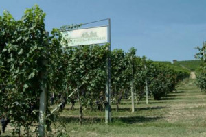 VINITALY 2012 - ARRIVANO LE CARTE UFFICIALI DEI CRU DI BAROLO E BARBARESCO. &ldquo;PER GLI ALTRI TERRITORI E&rsquo; UNA OPERAZIONE DIFFICILE PERCH&Eacute; IL CONCETTO DI CRU NON &Egrave; RADICATO&rdquo;. COS&Igrave; ALESSANDRO MASNAGHETTI, CONSULENTE DEL PROGETTO BY CONSORZIO DEL BAROLO