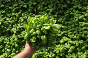 La peronospora mette a rischio anche il basilico in Liguria, e la Regione si schiera a fianco dei produttori per chiedere al Ministero della Salute il via libera a fitofarmaci più efficaci. E si studiano soluzioni preventive con il Centro di Albenga