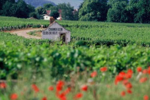 La Borgogna prima Regione del vino di Francia (e forse del mondo) protetta dal &ldquo;cloud seeding&rdquo; contro la grandine grazie a 125 piccoli &ldquo;cannoni&rdquo; capaci di lanciare nell&rsquo;aria particelle di ioduro di argento per prevenire i fenomeni pi&ugrave; devastanti