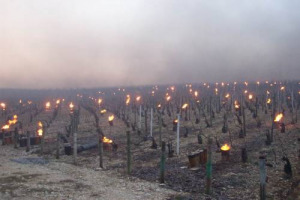 Gelo sull’Italia: l’anomalo improvviso abbassamento di temperature ha portato ad almeno 100 milioni di danni in orti, vigne e frutteti. Un bilancio drammatico per l’agroalimentare, che attraversa tutta la Penisola, dalla Valle d’Aosta alla Campania