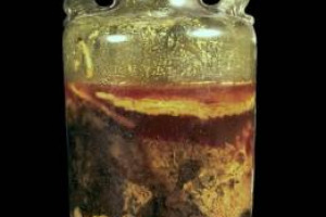 Il vino pi&ugrave; antico del mondo ancora conservato? Probabilmente &egrave; quello nella bottiglia datata 325 d.C. che non si pu&ograve; assaggiare, ma si pu&ograve; ammirare in tutta la sua storicit&agrave; e fascino, in Germania, nel &ldquo;Museo Storico del Palatinato&rdquo; a Speyer