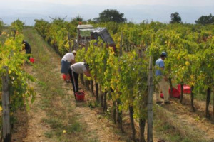 Quantit&agrave; a +10% sul 2014, sui 46-47 milioni di ettolitri di vino, Veneto Regione n. 1 per volumi, con 9,1 milioni di ettolitri, e qualit&agrave; da ottima ad eccellente in tutta Italia: ecco le previsioni sulla vendemmia 2015 firmate Assoenologi